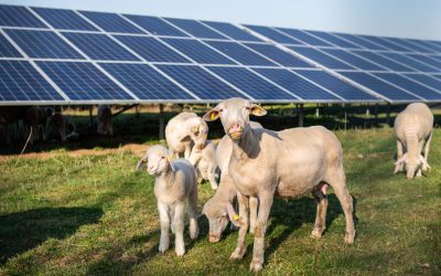 Solar Energy Helps Farms Withstand Economic Downturns